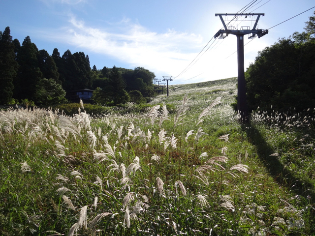 お清水ゲレンデのススキ